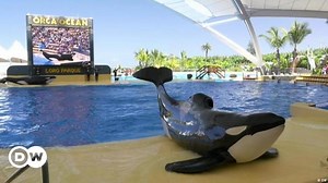 Killer whales in captivity
