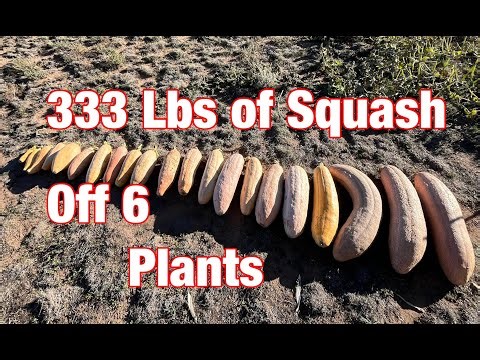 Grew 333 Lbs of squash off 6 plants. Navajo Banana Hubbard grown with manure & fish. #organicfarming