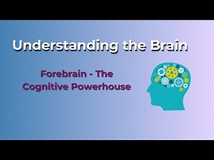 Understanding the Brain: Forebrain - The Cognitive Powerhouse |Power of mind