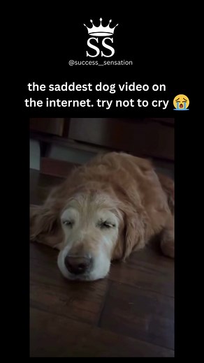 Sad Dog Videos Compilation for a Tear-Jerking Lunch Break