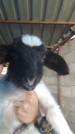 Funniest Baby Goats Ever 😂 | Viral Goat Shorts