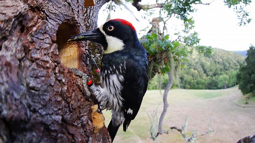 Preview of Woodpeckers: The Hole Story | Nature