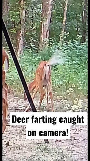 Deer Farting caught on camera! | Kendall Gray Hunter