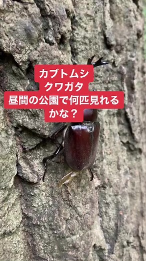 公園でのカブトムシ探しの魅力