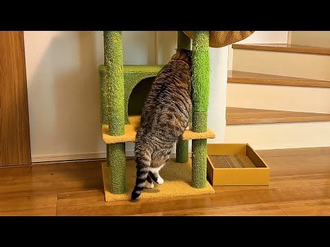 キャットタワーになかなか登れない猫