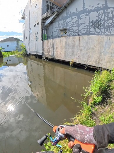 Mancing Casting Gabus: Tips Umpan & Perlengkapan Terbaik