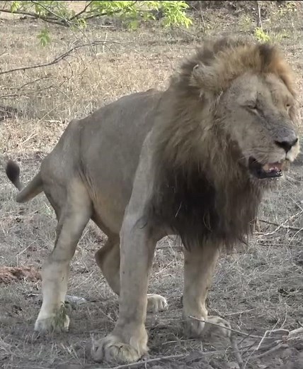 🦁🔴 Lion Pooping Caught on Camera! | Funny & Rare Wildlife Moment! 🦁💩 #WildlifeFunny