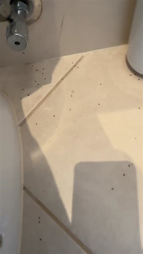 Effective Ant Control Solutions for Your Bathroom