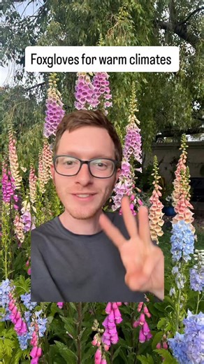 John on Instagram: "Foxgloves in warm climates? It’s possible! Here are a few tips and tricks: 🌸 variety selection is crucial! Pick varieties that will bloom their first year planted. Traditional foxgloves are biannual meaning they would have to endure a summer(too hot for them in warm climates!) Our favorite first year flowering varieties are Dalmatian, Camelot and Panther 🌸 fall plant! Planting them in the fall gives the plant the most amount of time to establish and bloom before the summer.