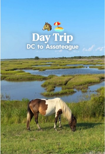 Explore Assateague Island: A Day Trip from DC