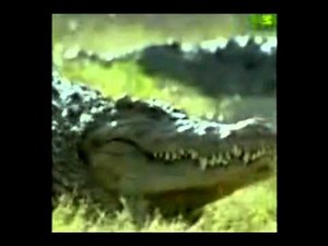 Animal Face Off: Tiger vs. Crocodile