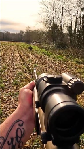 Охота на кабана Вилада и фантастический выстрел#chasse #archery #caccia #hunting #wildboar