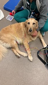 2.8M views · 3.4K reactions | Daisy getting acupuncture yesterday at the University of Florida Vet school. | Joshua's House for Golden Retriever Rescue & Sanctuary Inc | Facebook