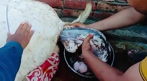 7.4K views · 69 reactions | Goat Kid Birth Moments || بکری کے بچے کی پیدائش کے لمحات | Goat Land Farms | Facebook
