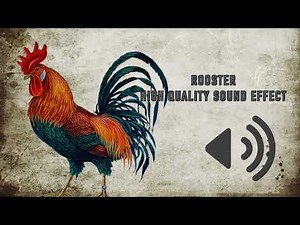 Rooster Sound Effect - High Quality MP3