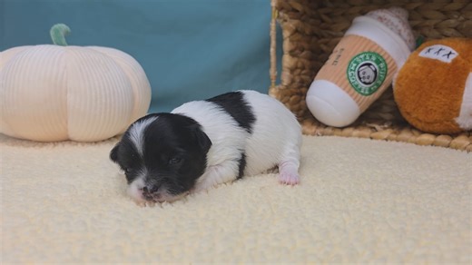 Chihuahua puppy for sale