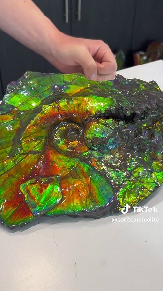 Unique Ammonite Specimen at Jewellery & Gem Asia Show