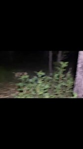 Hunting Dogs vs Wild Boar… | Animal’s Attack