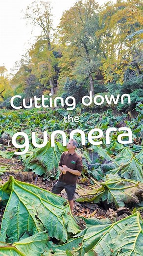 The gunnera is gone! But don't worry, it'll be back next spring, big as ever 🌱 . . . . #gunnera #trebah #trebahgarden #autumn #cornwall | Trebah Garden