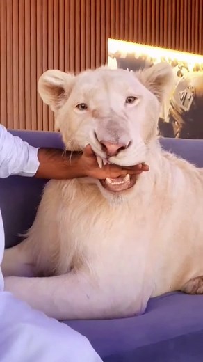 Building Trust with a Gentle White Lion in Dubai