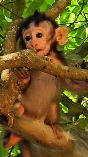 The cute little monkey in the tree plays lively. ( Ep 28 ) [ #monkey ].