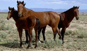 What Is Transfer Learning?