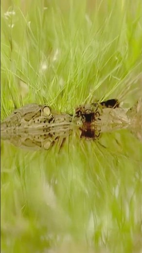 Up-Close With Baby Alligators: Tiny Hunters of the Swamp!