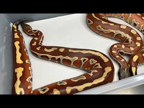 Red Blood Pythons!!!