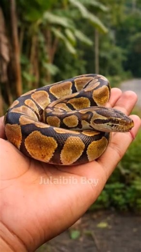 Omg 😱 the little python ate oranges and apples. #trending #viral #snake #eatingshow #julaibibboy | Julaibib Boy