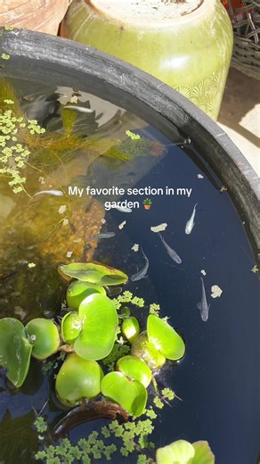 Creating a Mini Fish Pond and Planting for Gardening Season