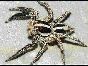 【徹底解剖】家にいる蜘蛛（くも）の種類！画像で確認！家の中や家の周囲に棲んでいるクモは一体何者？