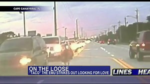 Emu Gets Loose on Florida Highway