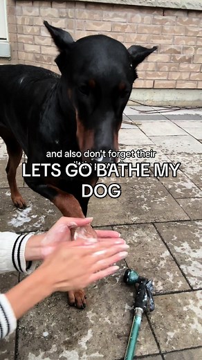 Come bathe my dog with me because shes a material gurl #doberman #dogbath #doggrooming #dogbathroutine