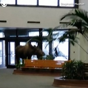 29K views · 372 reactions | HUNGRY MOOSE: This moose just wanted to snack on some plants it found inside a hospital building in Anchorage, Alaska on Monday. When it was finished chowing down, the moose left through the front door. https://www.wivb.com/news/national/watch-hungry-moose-in-a-building/1691850409 | News 4 WIVB Buffalo | Facebook