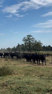 186 reactions |  Quality Bred Cattle for Sale!  We have 16 head...