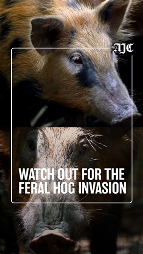 Georgia has a feral hog problem -- and it's one of the worst in the country. Wild pigs are quickly becoming the most destructive invasive species in the country, causing $2.5 billion in damage every year. So, who keeps the hogs in check? And what will happen now that the federal swine eradication program has been defunded? 🎥: Boars All Day/YouTube | bigbendmarine/YouTube | USDA APHIS | USDA NRCS | U.S. Fish and Wildlife Service | Archive.org | World Organisation for Animal Health/YouTube | Euro