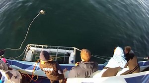 Ever wanted to cage dive, but didn't want to leave your couch? We've got you covered. #SharkCam | Shark Week