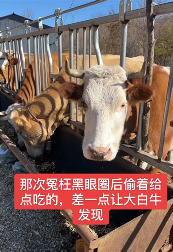 那次冤枉黑眼圈后偷着给点吃的，差一点让大白牛发现
