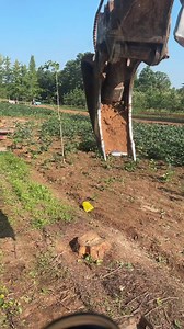 Rootdigger video: how to dig tree roots safely