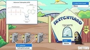 ATP and Energy Storage Molecules - Free Sketchy MCAT Lesson