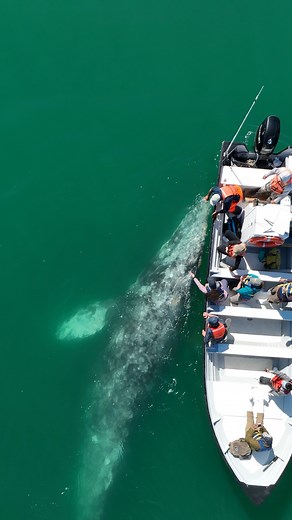 The whales come to the boat. Literally, they swim directly to us looking for an encounter. This morning, several times, they appeared very close, putting their heads out and staring at us. We encountered at least 5 different gray whales. Each interaction was different. Each whale seems to have its own personality. - Celina. Message us for more details. Live your own magical experience! | Nautilus Liveaboards
