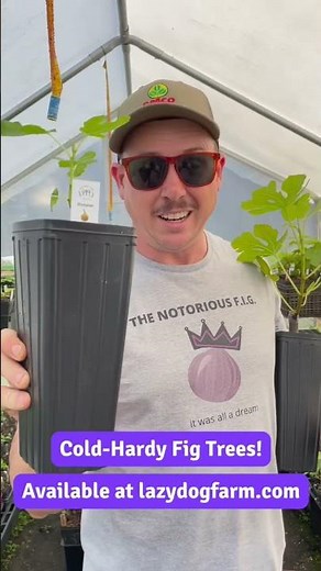 Some of Our Best Cold-Hardy Fig Trees!