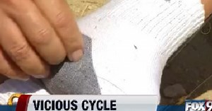 Cheatgrass fueling wildfire cycle