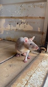 The first stage of a HeroRAT's training is socialization to humans and habituation to various environments – this training begins when young rat pups first open their eyes at around 4 weeks old. Uncle Albert is introducing these four pups to the 'School Bus'. APOPO's modified truck that transports rats from their homes to our training minefield. They sure love that back, left corner 😂❤️🐭 #midweekvibes #whiskersandtails #herorats #dopaminerelease | APOPO