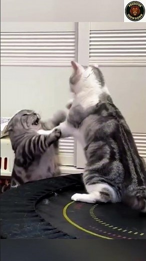 Shocking Real Cat Fight — Full Power Clash | cat fight | Crazy Cat Fight #cat