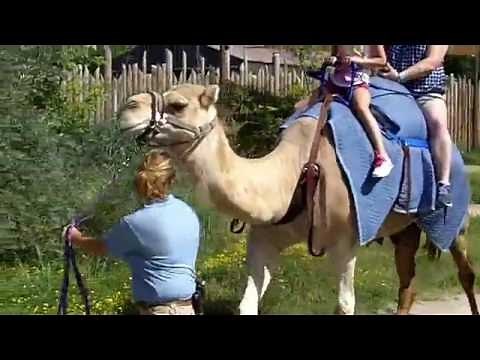 Camel rides at the Columbus Zoo