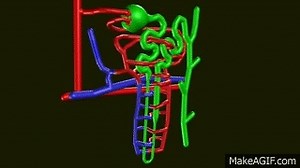 Kidney - Nephron Structure on Make a GIF