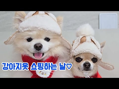 강아지옷 땡처리🛍🌈🌈🌈특가진행 강아지옷라이브 #강아지 #cutedog #funny