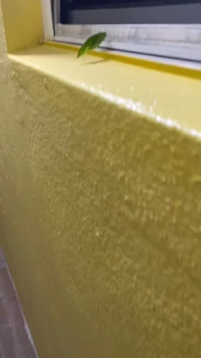 Omar Tarango on Reels