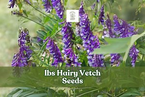 5 Lbs Hairy Vetch Seeds: Cover Crop, Bee Pasture, Nitrogen Fixer - Etsy